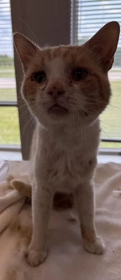 An adult large-sized male Domestic Short Hair cat named Stevie for adoption in Lafayette, IN
