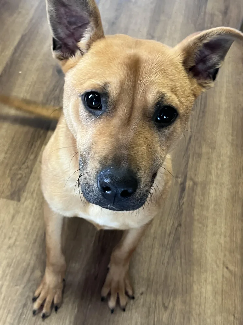 A young medium-sized male Brown / Chocolate Belgian Shepherd / Malinois dog named Liam for adoption in Jackson, TN