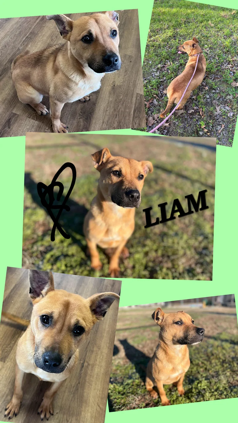 Liam thumbnail 3