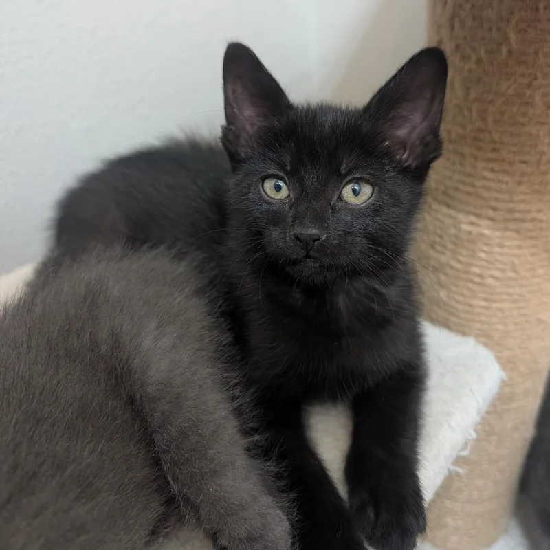 A baby small-sized female Black Domestic Short Hair cat named Jaguar for adoption in Columbia, MO