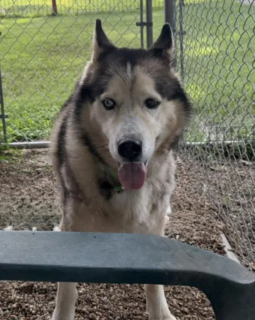 An adult medium-sized male Siberian Husky dog named Trooper for adoption in Sumter, SC