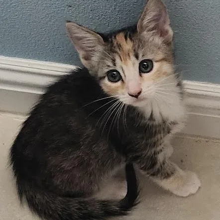 A baby medium-sized female Domestic Medium Hair cat named Clover for adoption in Mesquite, NV