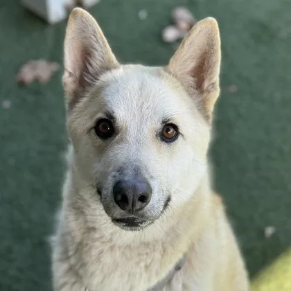 A young medium-sized male White / Cream German Shepherd Dog dog named Hero for adoption in Sacramento, CA