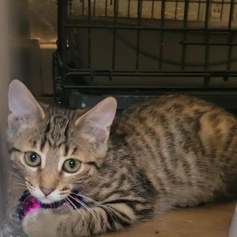 A baby small-sized male Domestic Short Hair cat named Big John for adoption in Portage, MI