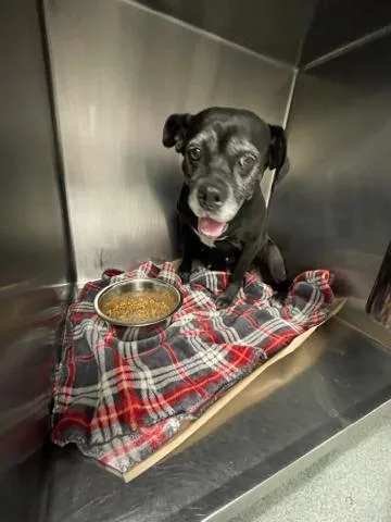 An adult large-sized female Mixed Breed dog named Shirley Muldouney for adoption in West Palm Beach, FL