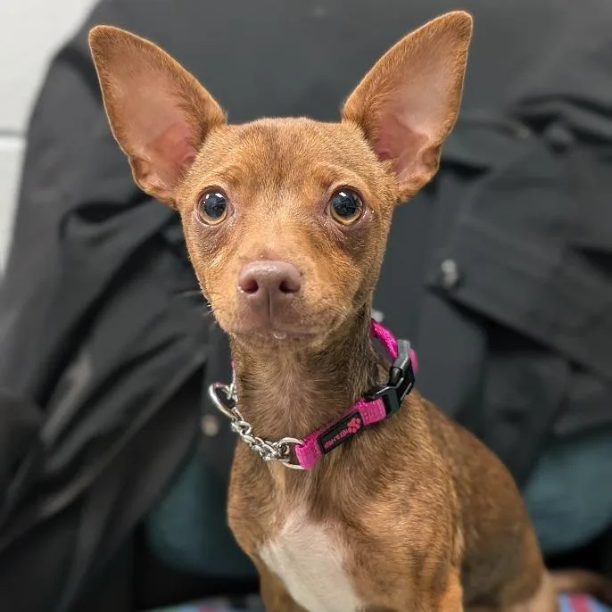 A young small-sized female Brown / Chocolate Mixed Breed dog named Coco for adoption in West Olive, MI