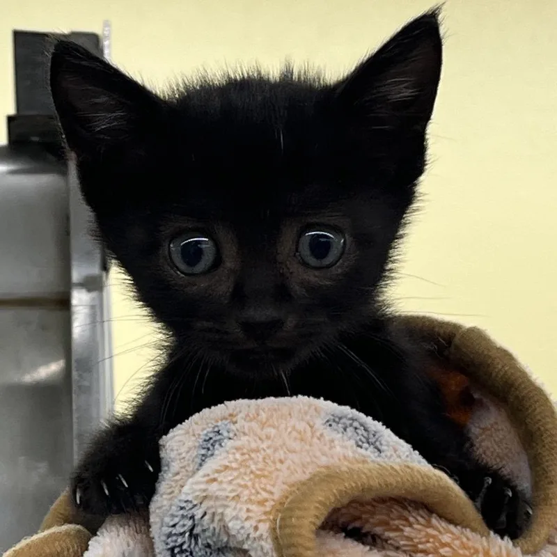 A baby small-sized female Black Domestic Short Hair cat named Indigo for adoption in West Palm Beach, FL