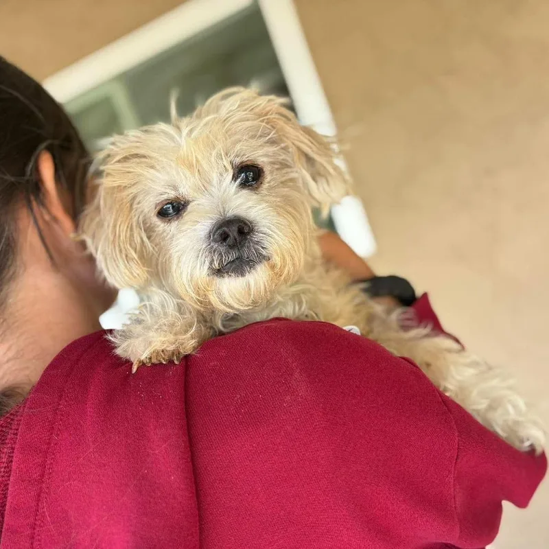 A senior small-sized male Maltese dog named Beethoven for adoption in Ramona, CA