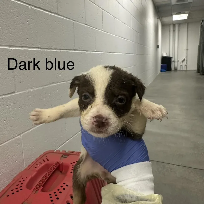 A baby small-sized female White / Cream German Shepherd Dog dog named Avery A Dark Blue for adoption in Mission Hills, CA