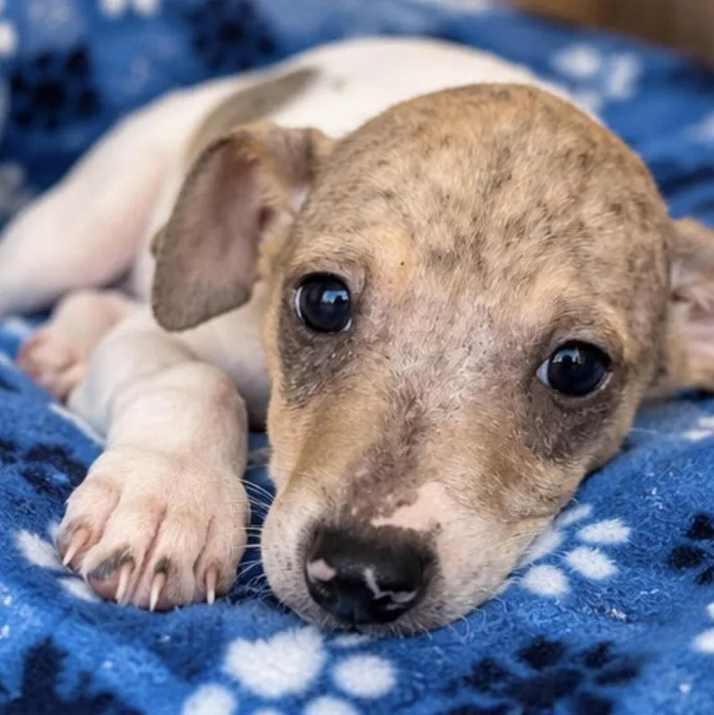 A baby medium-sized male Rat Terrier dog named Jeff for adoption in Margate, FL