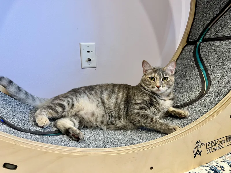 A young large-sized female Dilute Tortoiseshell Tabby cat named Hailey and Harper for adoption in Redwood City, CA