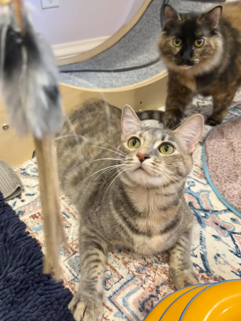 Hailey and Harper thumbnail 3