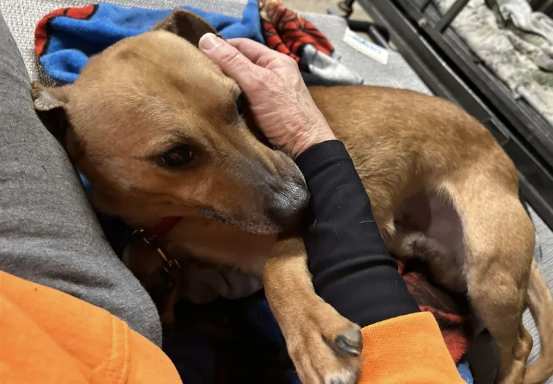 An adult medium-sized male Jack Russell Terrier dog named Abel for adoption in Stahlstown, PA