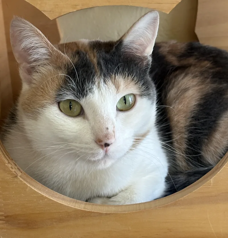 An adult medium-sized female Dilute Calico cat named Jelly Bean for adoption in Prescott, AZ