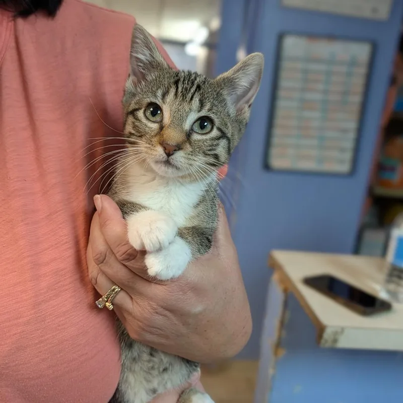 A baby medium-sized female Tabby (Buff / Tan / Fawn) Domestic Short Hair cat named Lisa for adoption in Cape Girardeau, MO