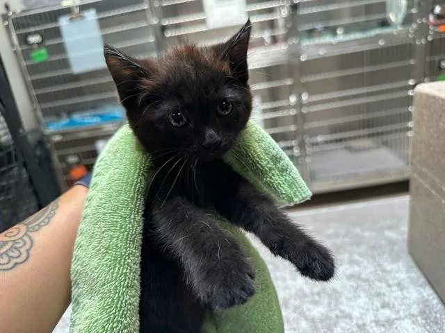 A baby small-sized female Domestic Short Hair cat named Carmen for adoption in Pueblo, CO