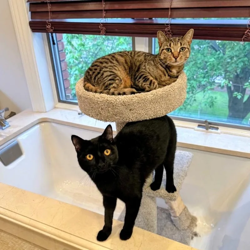 A young medium-sized male Tabby (Brown / Chocolate) American Shorthair cat named Leonardo aka Aldo for adoption in Staten Island, NY