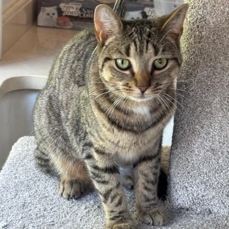 Leonardo aka Aldo thumbnail 2