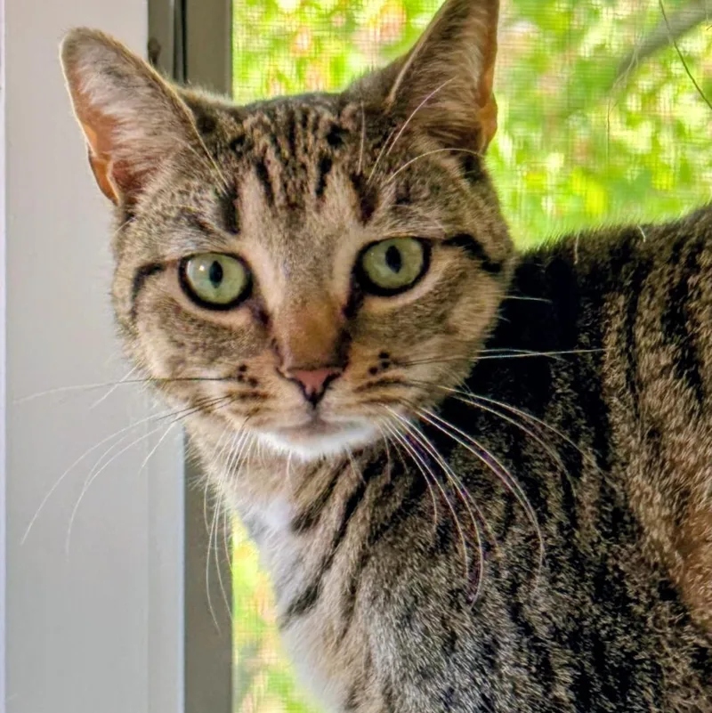 Leonardo aka Aldo thumbnail 3