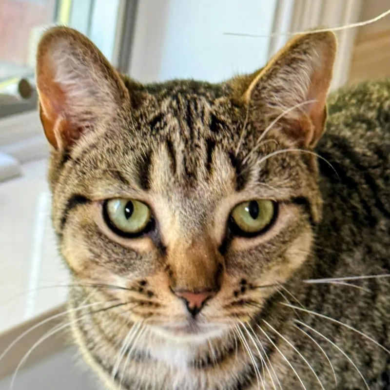 Leonardo aka Aldo thumbnail 4