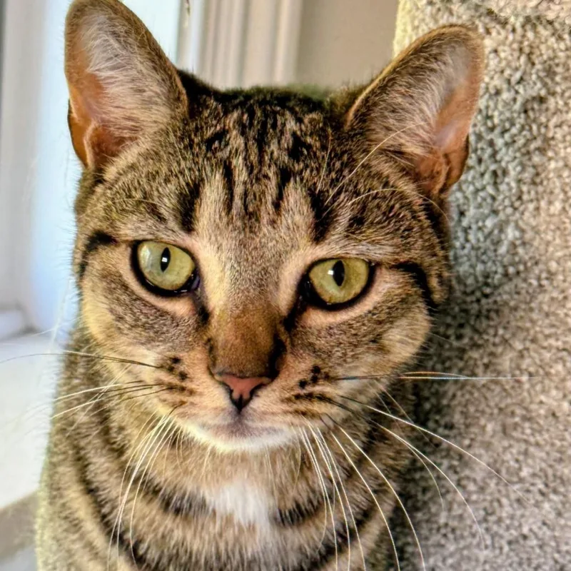 Leonardo aka Aldo thumbnail 5