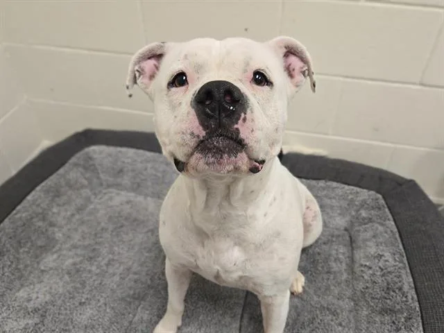 An adult medium-sized female Pit Bull Terrier dog named Elsie for adoption in Auburn, CA