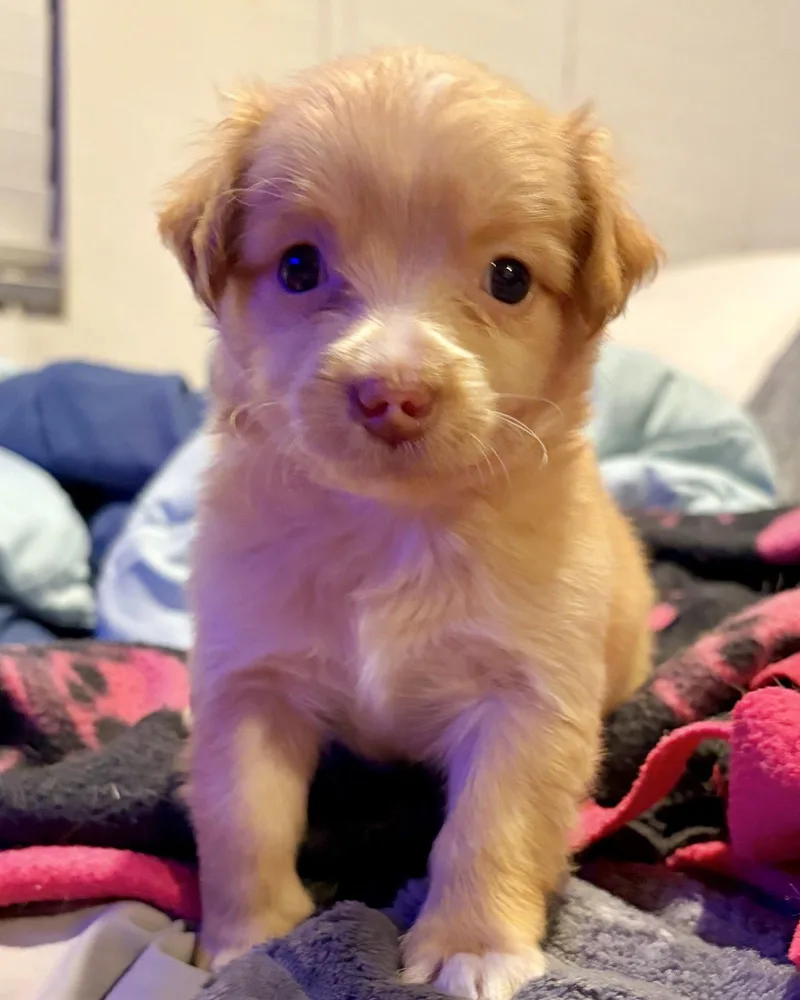 A baby small-sized female Maltese dog named Kona for adoption in Corona, CA