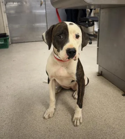 A young medium-sized female Pit Bull Terrier dog named S'More for adoption in Riverside, CA