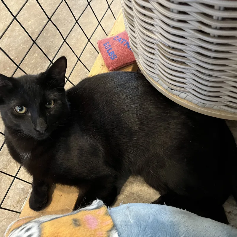 Mudslide thumbnail 2