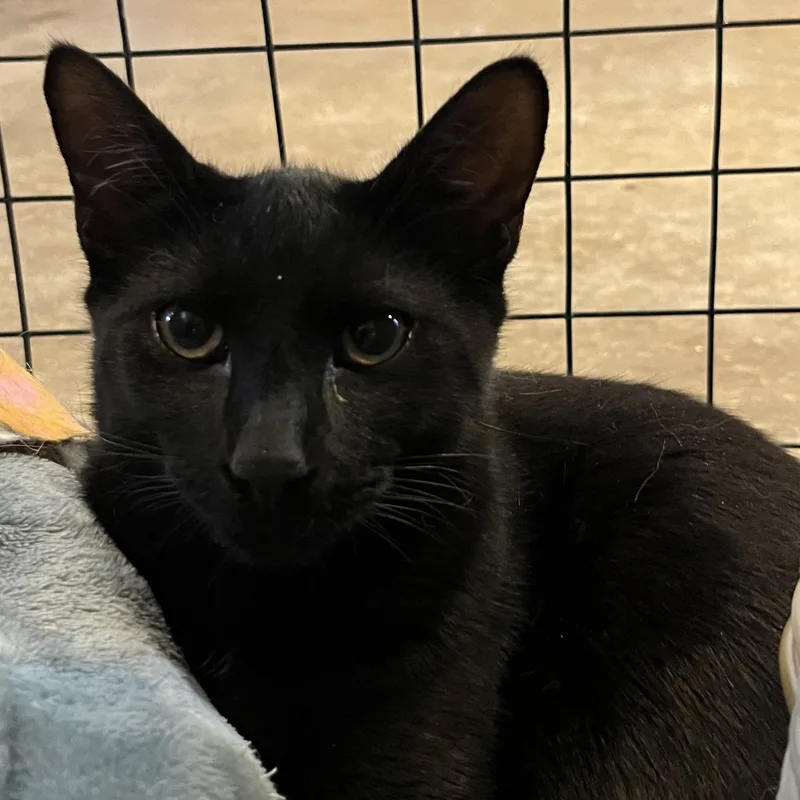 Mudslide thumbnail 3