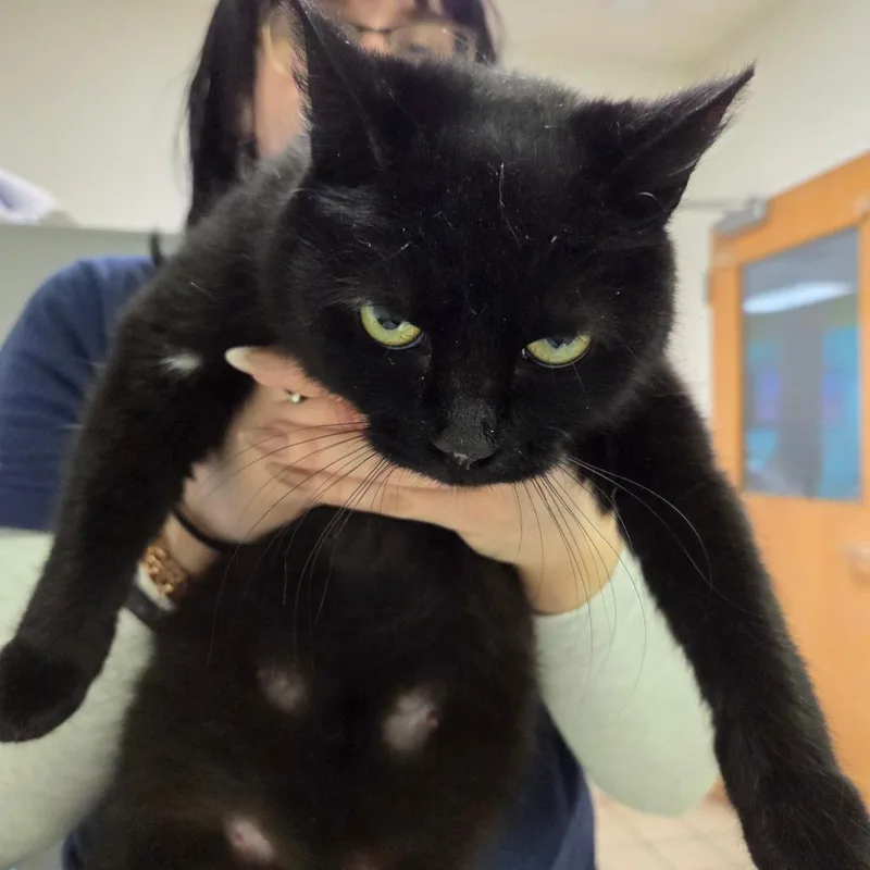 A young medium-sized female Black Domestic Short Hair cat named Red Velvet for adoption in Charleston, WV