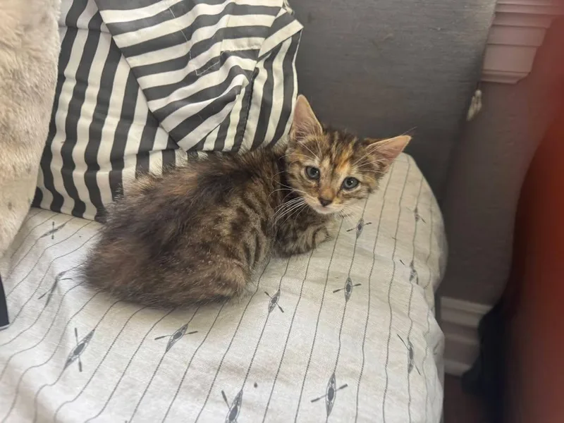 A baby small-sized female Tabby (Buff / Tan / Fawn) Domestic Short Hair cat named Maybach for adoption in Bloomsdale, MO