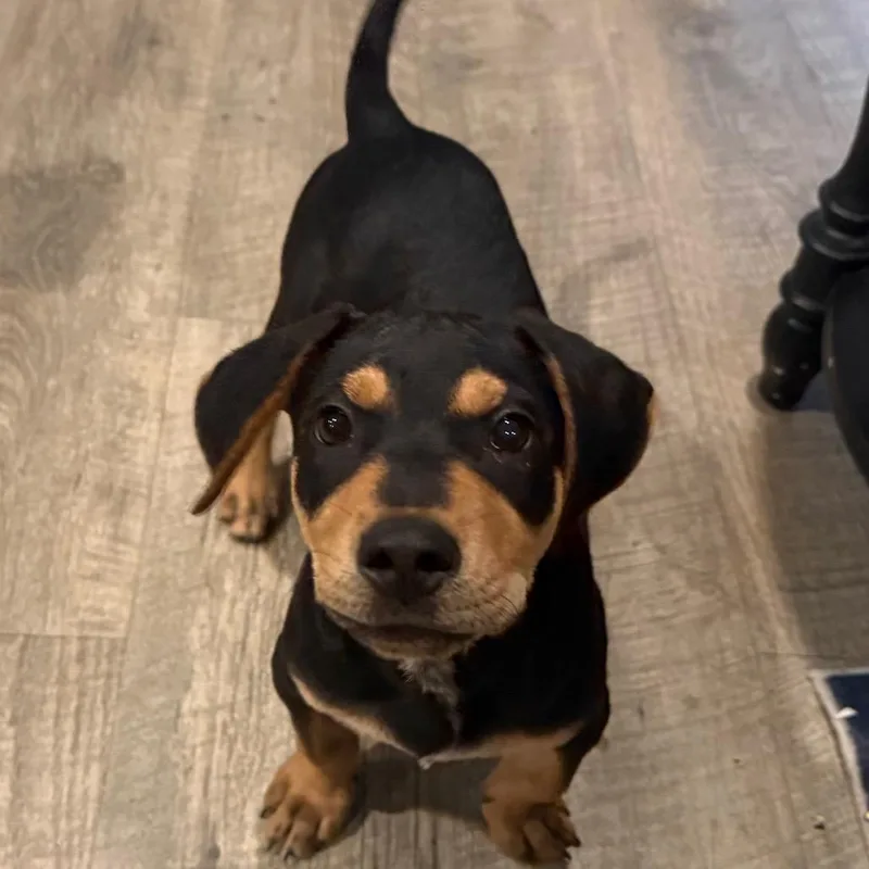 A baby medium-sized male Mixed Breed dog named Rufus for adoption in Daphne, AL