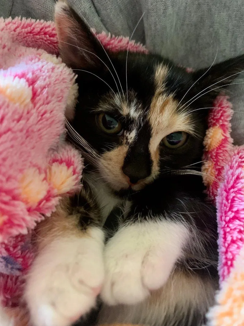 A baby small-sized female Calico Domestic Short Hair cat named Chiste for adoption in Raleigh, NC