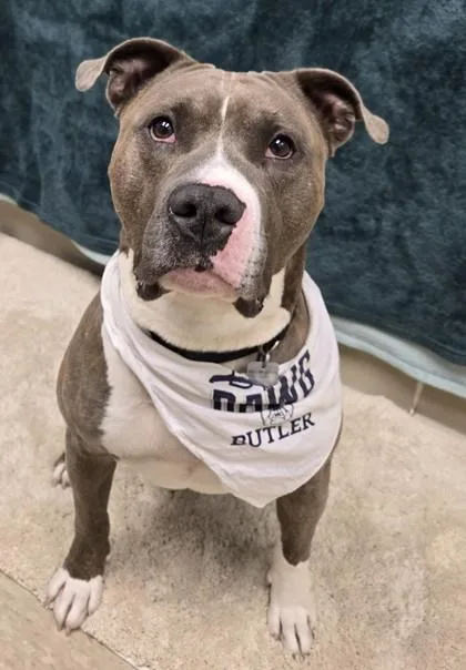 An adult medium-sized male Brindle Mixed Breed dog named John for adoption in Hamilton, OH