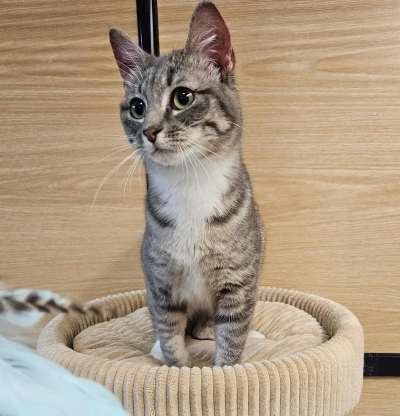 A baby medium-sized female Tabby (Gray / Blue / Silver) Domestic Short Hair cat named Ciggy for adoption in Sioux Falls, SD