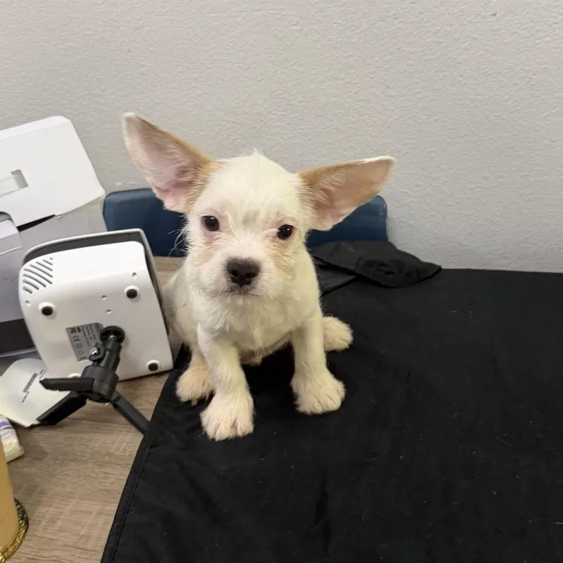 Gizmo