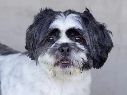 A young small-sized male Mixed Breed dog named Plum for adoption in Longmont, CO