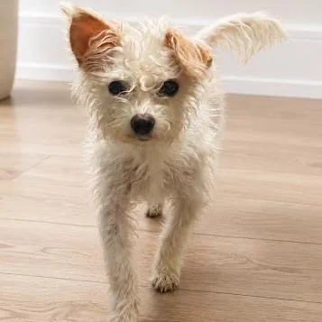 An adult small-sized female White / Cream Chihuahua dog named Giselle for adoption in Sonoma, CA