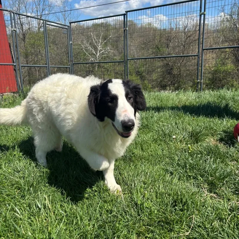 A baby medium-sized male White / Cream Rough Collie dog named Earl for adoption in Waynesboro, PA