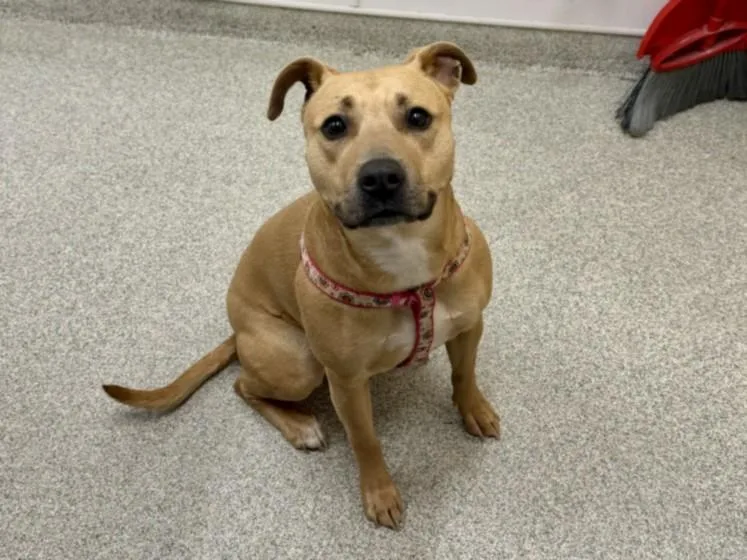 A young medium-sized female Black Mouth Cur dog named Dolly for adoption in Loveland, CO