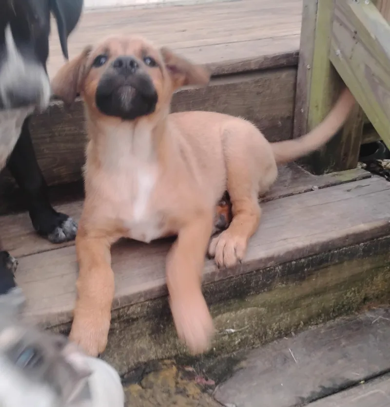 A baby medium-sized female Yellow / Tan / Blond / Fawn Black Mouth Cur dog named Coffee for adoption in Semmes, AL