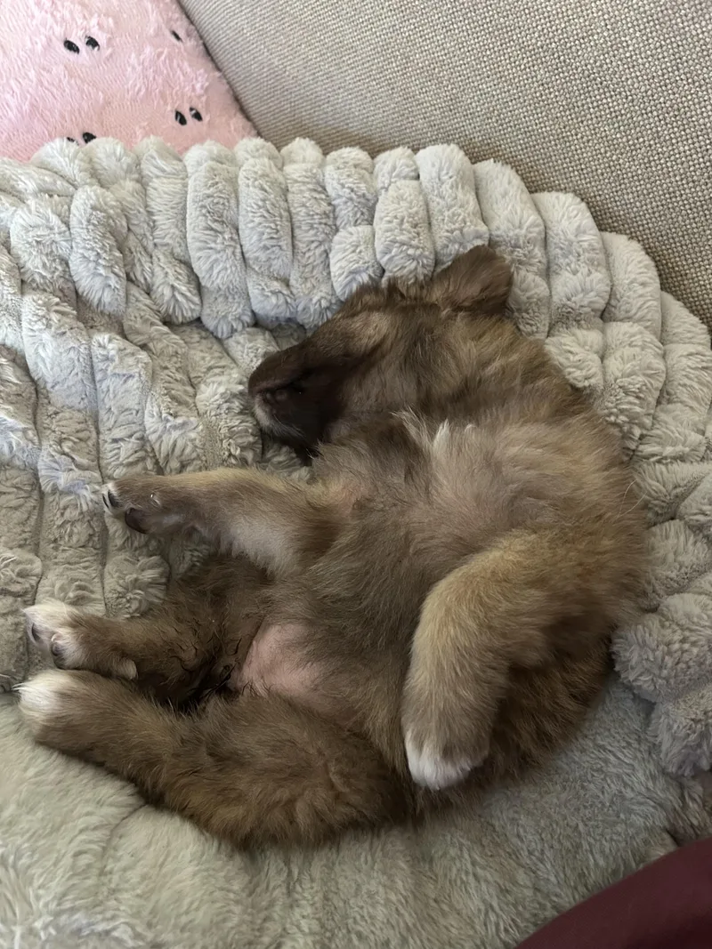A baby large-sized female Great Pyrenees dog named Ziti for adoption in Redwood City, CA