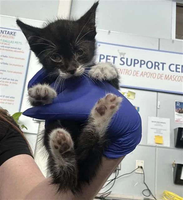 A baby medium-sized male Domestic Short Hair cat named Oreo for adoption in Dallas, TX