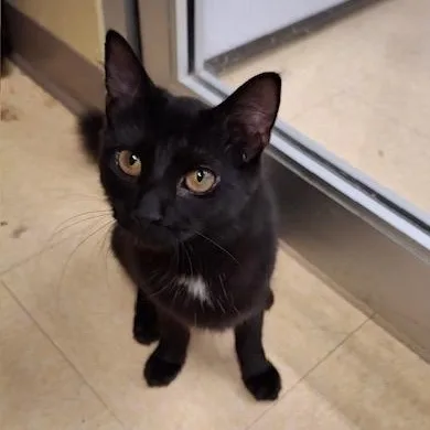 A young medium-sized female Black Domestic Short Hair cat named Diamond for adoption in Easley, SC