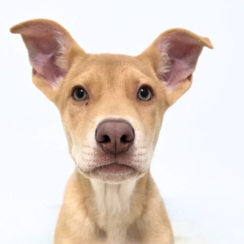 A baby medium-sized male German Shepherd Dog dog named Dune for adoption in Scottsdale, AZ