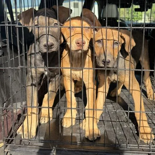 A baby medium-sized female Yellow / Tan / Blond / Fawn Doberman Pinscher dog named Denali for adoption in Spokane, WA