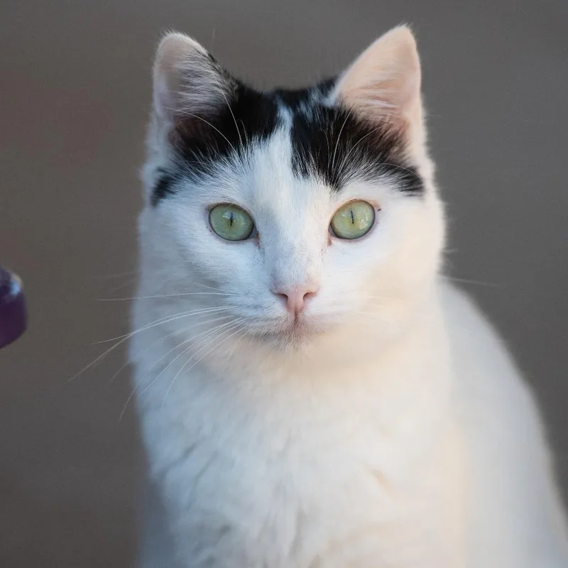 Bourdain thumbnail 2