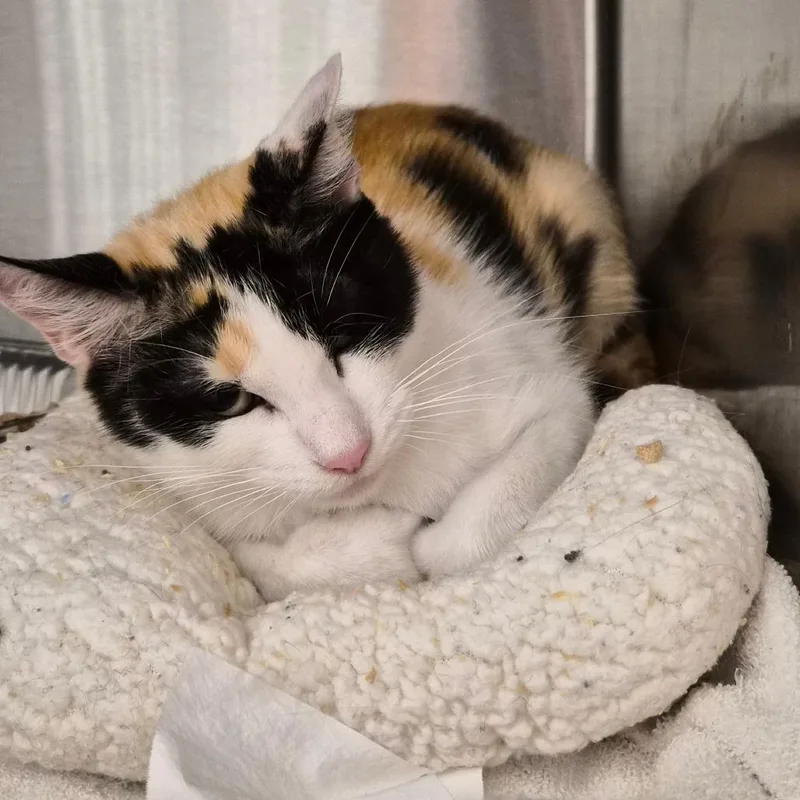 An adult medium-sized female Calico Domestic Short Hair cat named Lucy Girl for adoption in Bentonville, AR