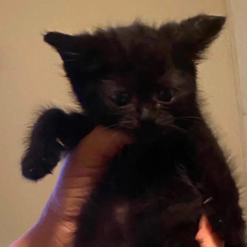 A baby small-sized male Black Domestic Long Hair cat named Oliver for adoption in Winchester, VA